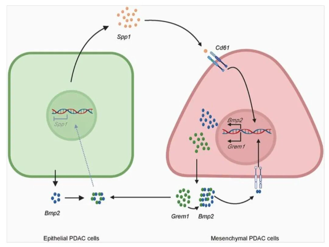 SYSU researchers reveal a key regulator of mesenchymal cell fate in ...
