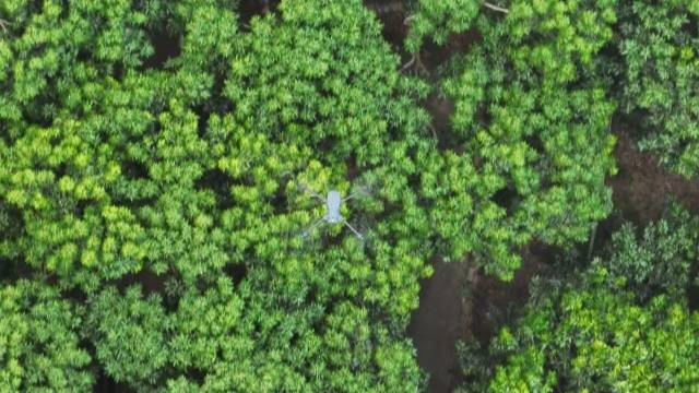 中山大学研发的全球首个应用级荔枝智慧果园管理系统“飞鸟”在田间自动飞巡。