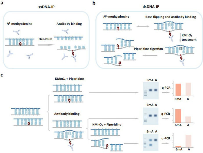 The Luo group has accomplished genome-wide precise mapping of 6mA in ...